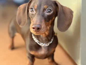 Meko: The Dog Who Helped Me Find My Way Back