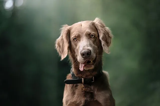 Do Red Weimaraners Exist? History & Facts