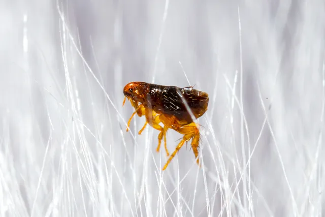 Can Dogs Get Sick From Fleas? Vet-Verified Health Concerns