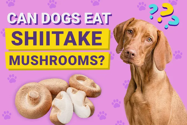 Can Dogs Eat Shiitake Mushrooms? Vet-Verified Nutrition Facts & FAQ