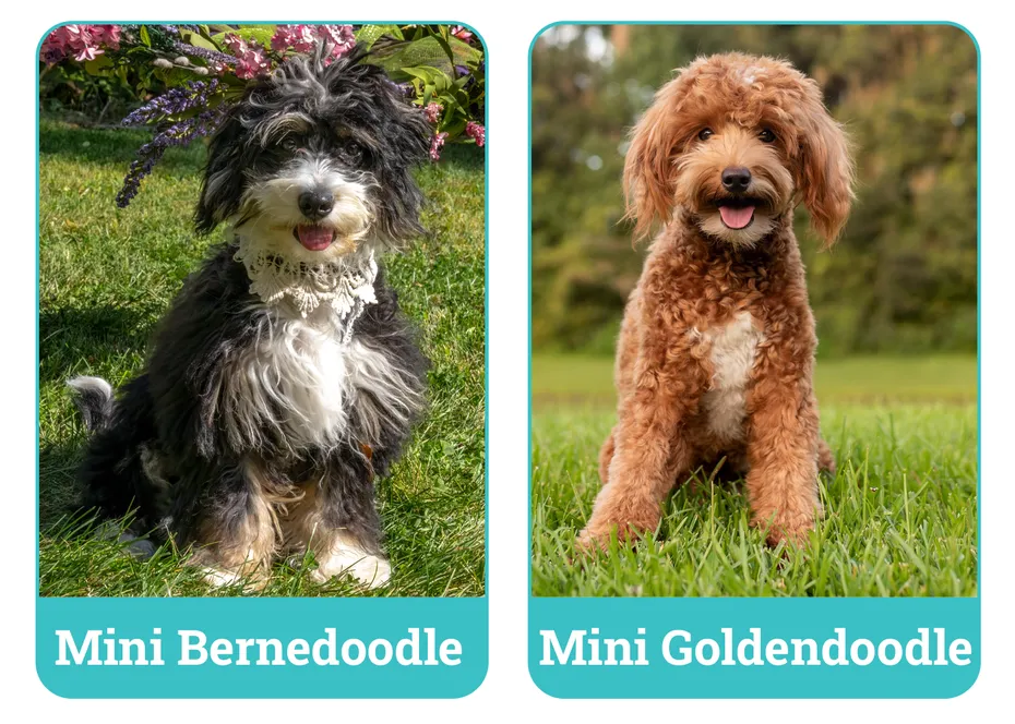 Mini Bernedoodle vs. Mini Goldendoodle