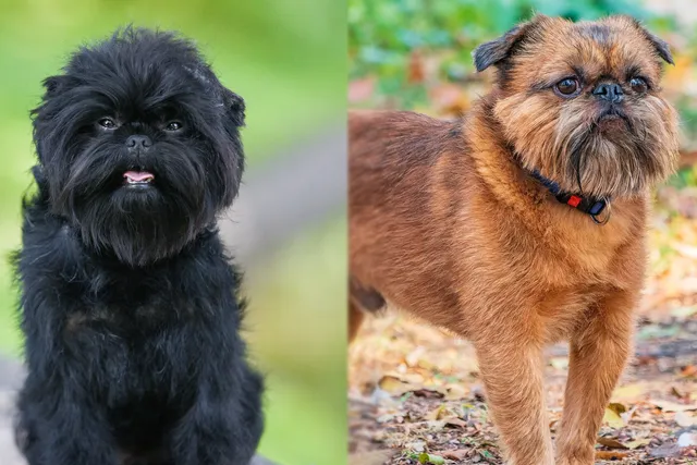 Affengriffon Dog Breed: Info, Pictures, Care & More
