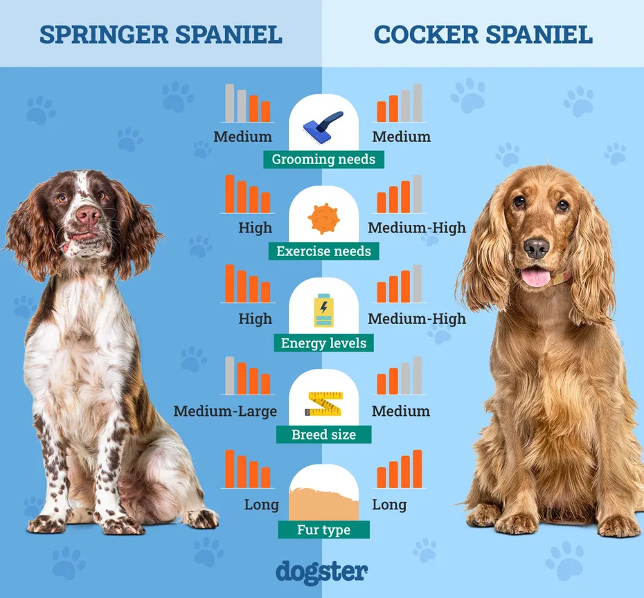 Dogster_Side by Side Comparison_Springer Spaniel vs Cocker Spaniel