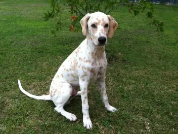 Lemon Dalmatian: Info, Pictures, Origin & More