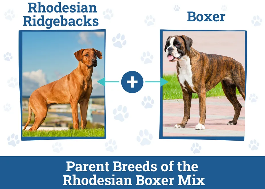Parent Breeds of the Rhodesian Boxer Mix
