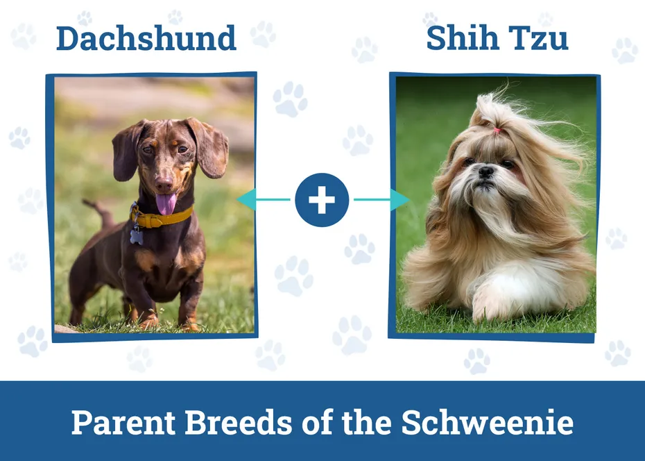 Parent Breeds of the Schweenie