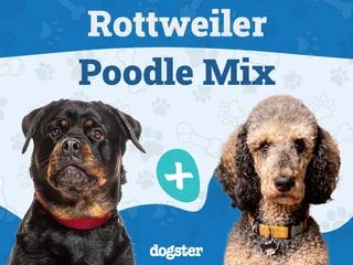 Rottle (Rottweiler & Poodle Mix) Dog Breed: Info, Pictures & Care
