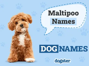 160 Awesome Maltipoo Names: Fun & Cute Options for Your Dog