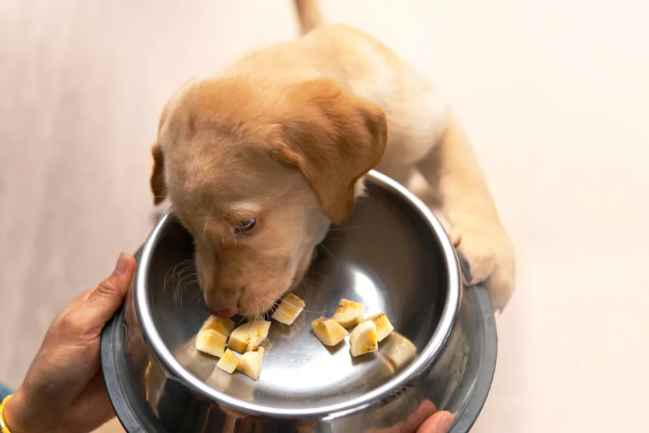Labrador retriever puppy eating banana sliced in a food bowl
