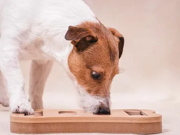 10 Best Food Puzzle Toys for Dogs in 2026 - Reviews & Top Picks