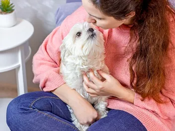 How Much Does a Maltese Like to Cuddle? Facts, Benefits & Tips