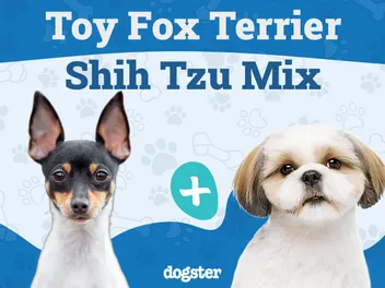 Fo Tzu (Toy Fox Terrier & Shih Tzu Mix): Info, Pictures, Care & More