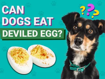Can Dogs Eat Deviled Eggs? Vet-Verified Nutrition, Risks & Alternatives