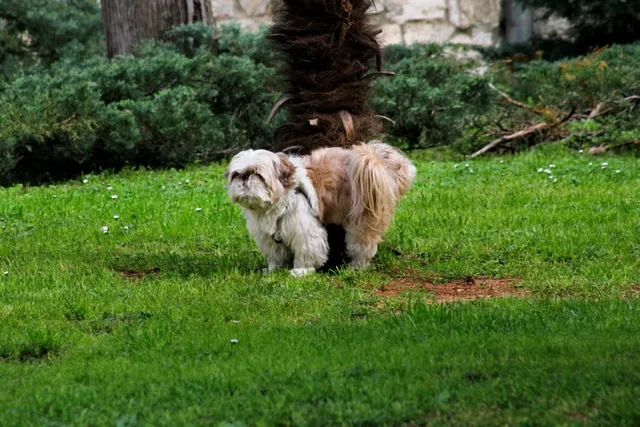 Crested-Tzu (Chinese Crested & Shih Tzu Mix): Info, Pictures, Care & More