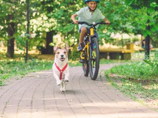 Do Dogs Get Sore Muscles From Exercise? Vet-Verified Facts & FAQ