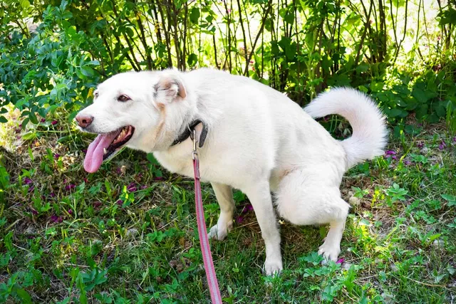 Why Does My Dog Pee So Much on Walks? 3 Vet-Reviewed Reasons
