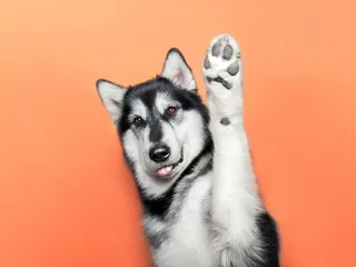 Why Are my Dog's Feet Itchy? Vet-Reviewed Health Concerns Explained