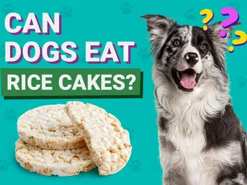 Can Dogs Eat Rice Cakes? Vet-Verified Nutrition Facts & FAQ