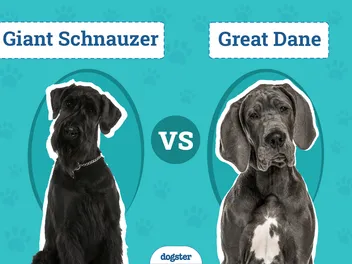 Giant Schnauzer vs. Great Dane - Which Should I Choose? (With Pictures)