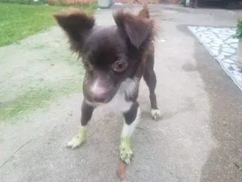 Penny's Grinch Feet: The Time Her Toe Floof Actually Turned Green