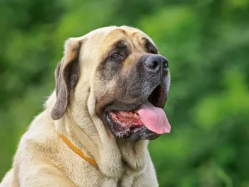 English Mastiff Dog Breed: Info, Pictures, Facts, Care & Traits