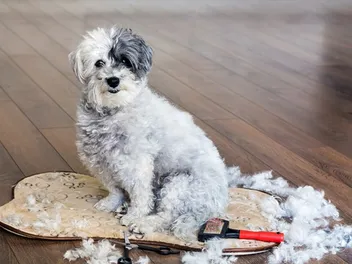How to Groom a Havanese: 6 Vet-Approved Tips