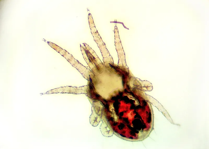 Red poultry mite under the microsscope