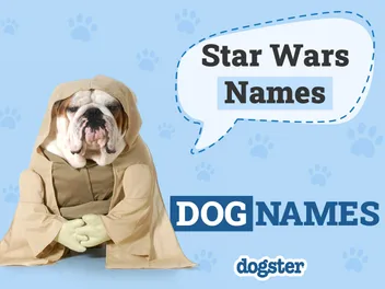 150+ Star Wars Dog Names from a Galaxy Far, Far Away