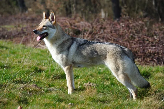 Can Dogs Breed With Wolves? Vet-Reviewed Ethics & Responsibilities