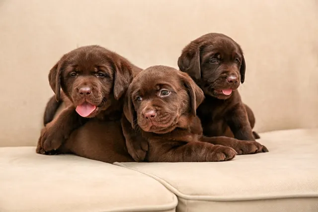 Labrador Retriever Puppies for Sale in Illinois: 2026 Breeders List