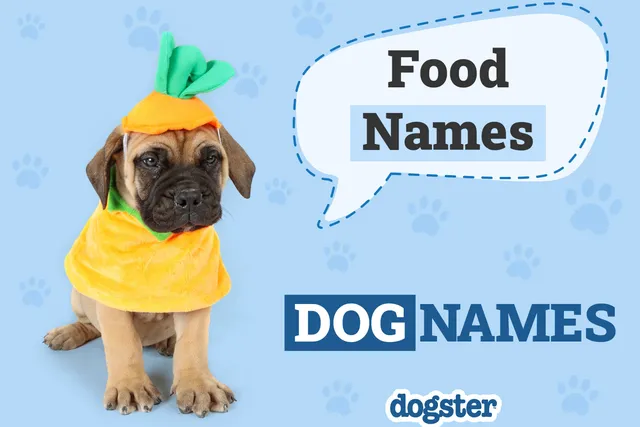 100+ Food Names for Dogs: Scrumptious Options for Your Pup