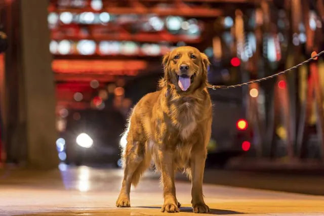 How to Safely Walk Your Dog in the Dark: 10 Vet-Verified Tips