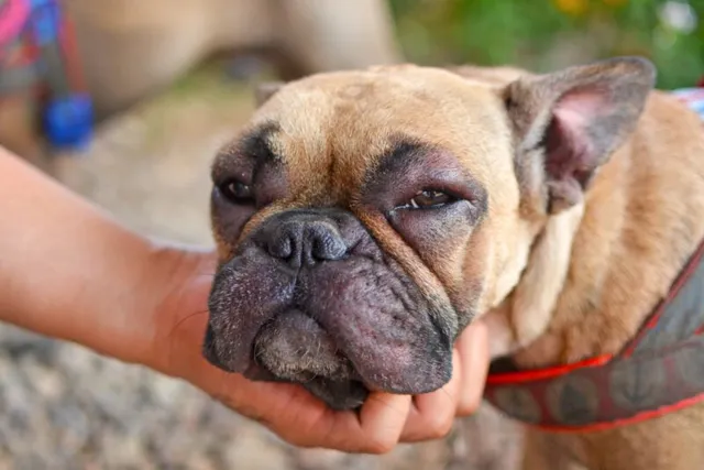 My Dog's Face Is Swollen: What Should I Do? Vet-Approved Guidance & FAQ