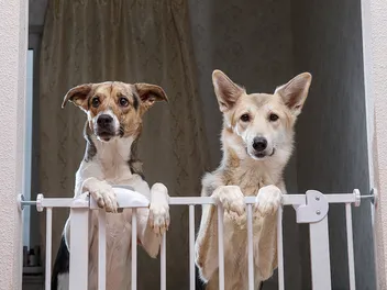 9 Best Dog Gates in 2026 - Reviews & Top Picks