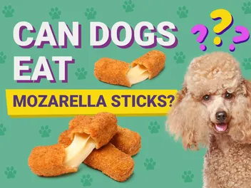 Can Dogs Eat Mozzarella Sticks? Health & Safety Facts