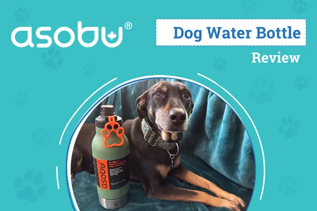 Asobu Green Buddy Bottle Dog Product Review 2026: An Expert's Breakdown
