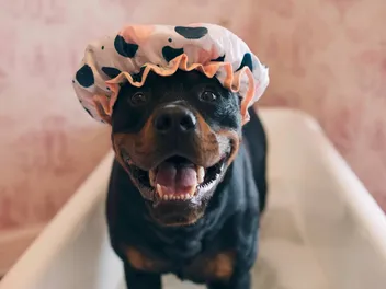 How to Groom a Rottweiler: 10 Expert Tips