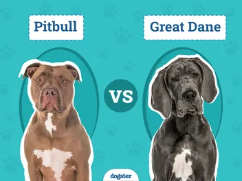 Pitbull vs Great Dane: The Differences (With Pictures)