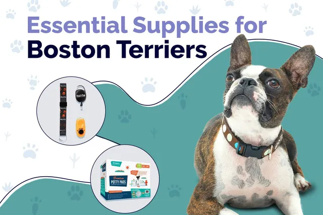 23 Essential Boston Terrier Supplies to Get You Started: 2026 Guide