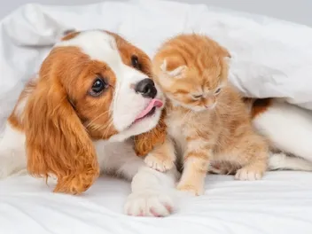 Will a Cavalier King Charles Spaniel Be Good With My Cat? Facts & FAQ