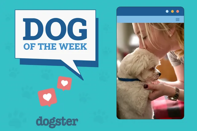 Dogster Photo Contest: Dogs of the Week Winners (February 5, 2026)