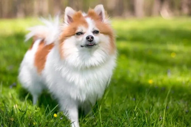 Why Is My Pomeranian Shaking? 6 Likely Reasons