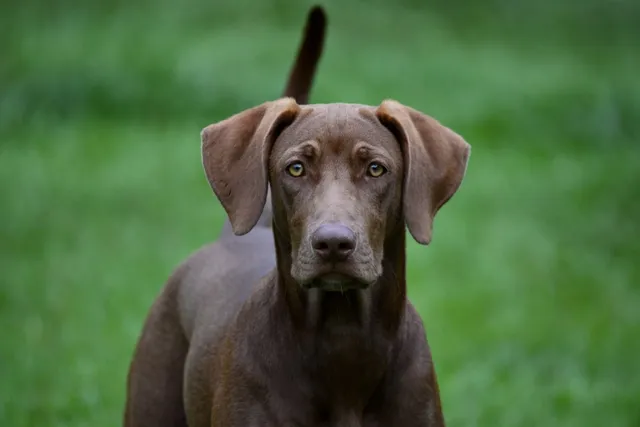 Labmaraner (Labrador Retriever & Weimaraner Mix): Info, Pictures & Care