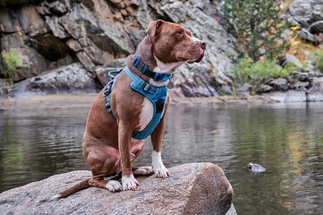 How to Put On a Dog Harness Correctly - Standard, Step-In & Front Clip