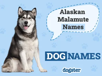 200 Alaskan Malamute Names for Your Perfect Pup