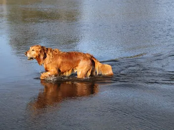 Top 14 Dog-Friendly Beaches in North Carolina: Off-Leash & On-Leash Places to Go
