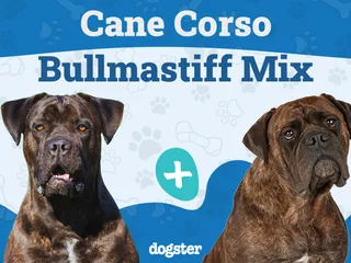 Cane Corso Bullmastiff Mix: Info, Pictures, Care & More