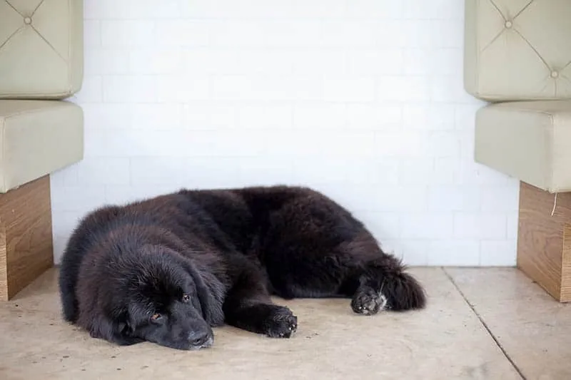 Newfoundland-dog-sleep-on-floor