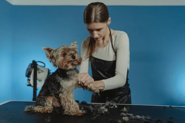 How Much Do Dog Groomers Make? (2026 Salary Overview)