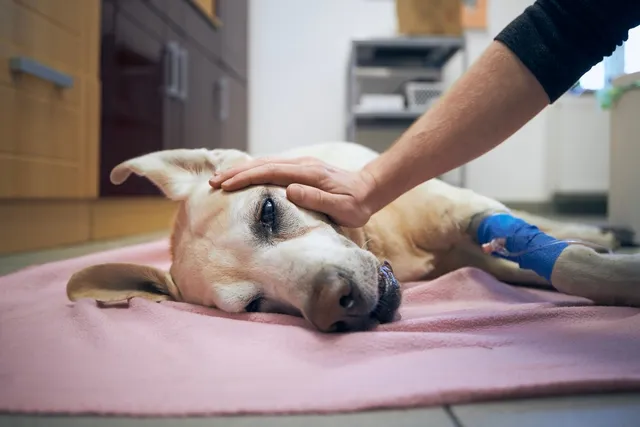 Heimlich Maneuver for Dogs: Step-by-Step Guide (Vet Answer)